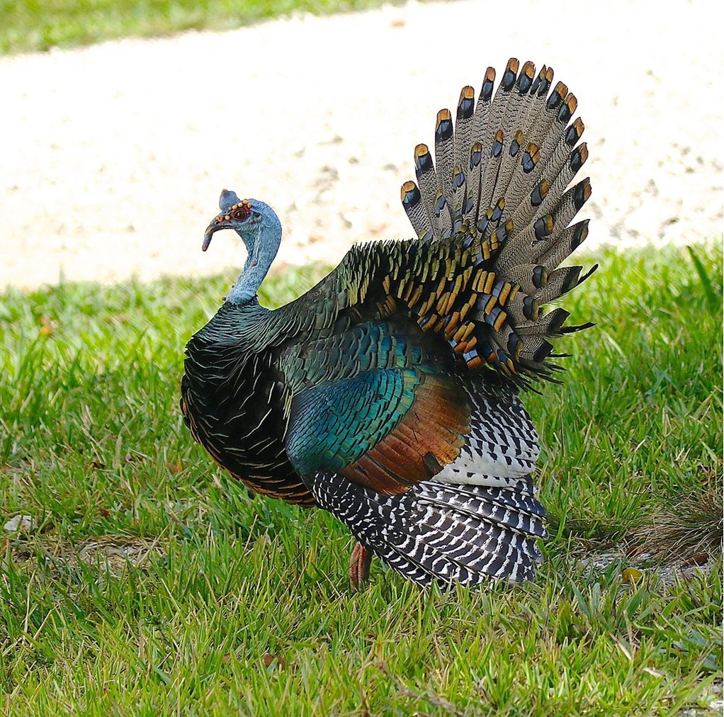 The ocellated turkey