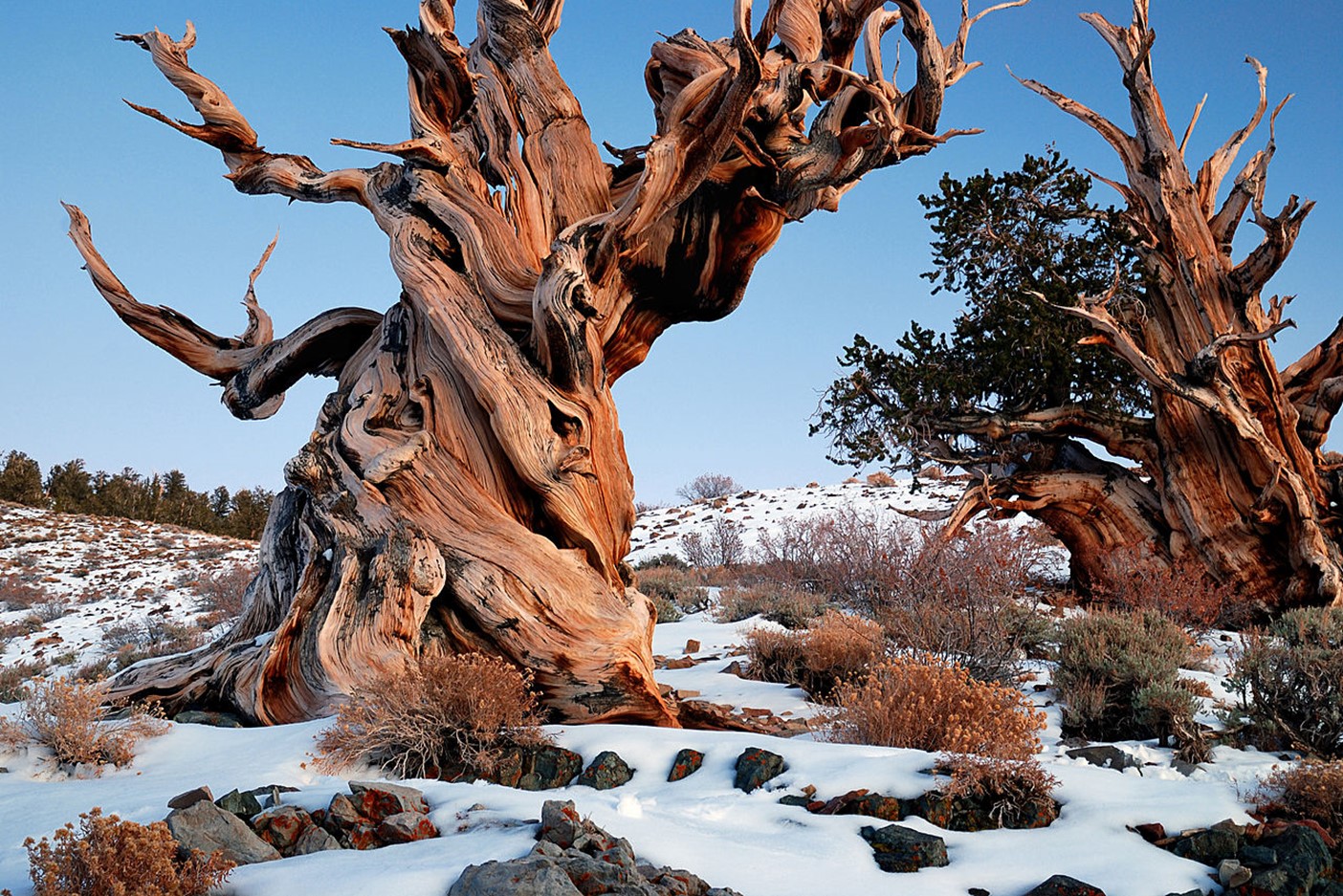 ancient bristlecone pines
