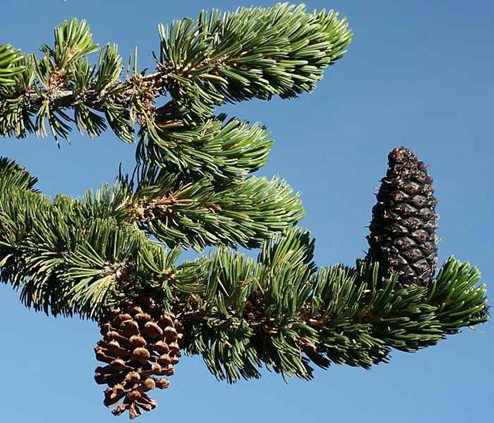 A branch of a bristlecone pine