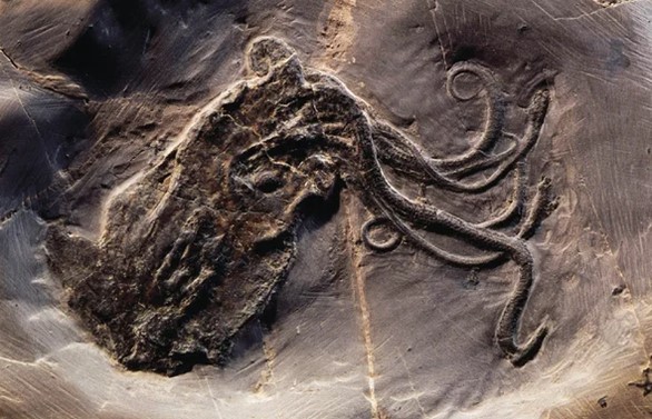 165-million-year-old fossilized octopus ancestor