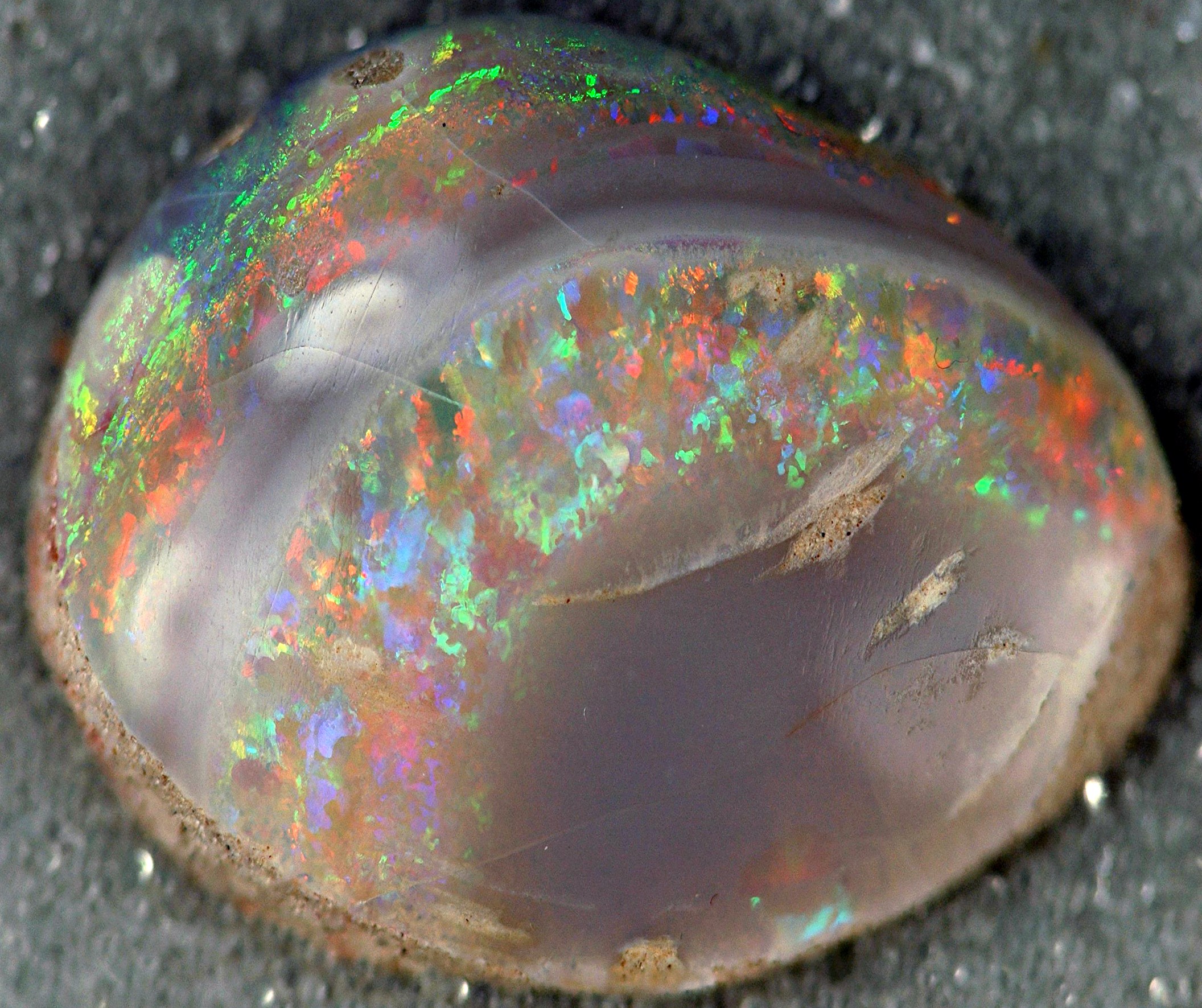 An opalized bivalve mollusc