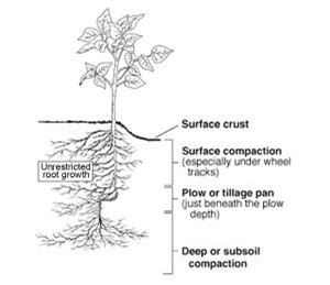 Diagram of reduced root growth