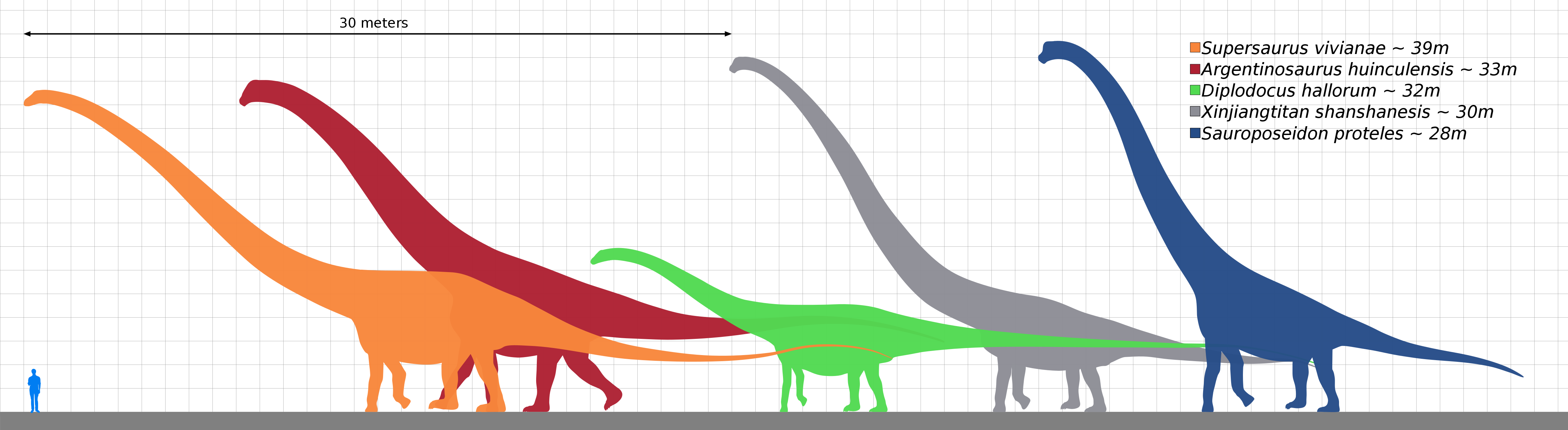 Diagram,  Size comparison of selected giant sauropod dinosaurs