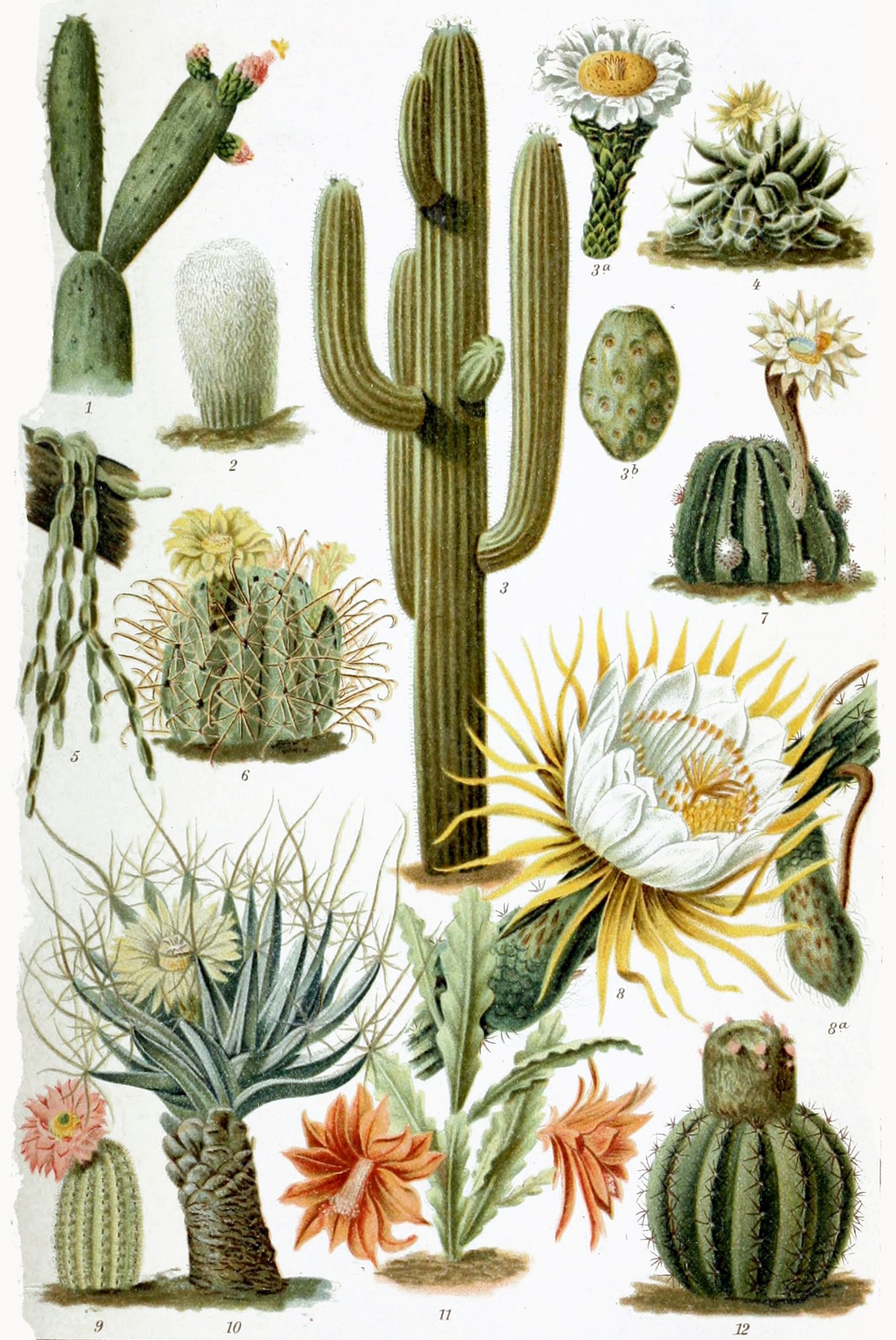 Illustrations of various members of the Cactaceae family