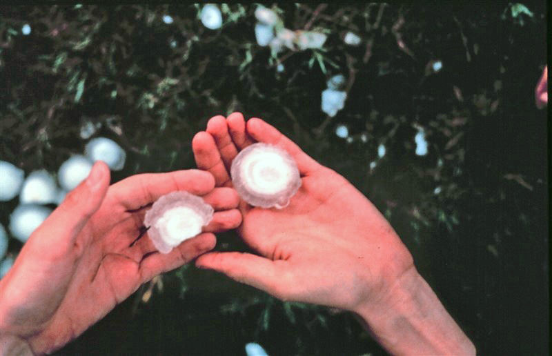 Large hailstone showing both cloudy and clear banding.
