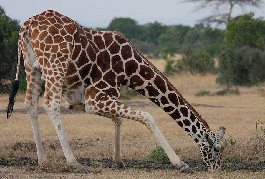 Giraffe bows down to drink water