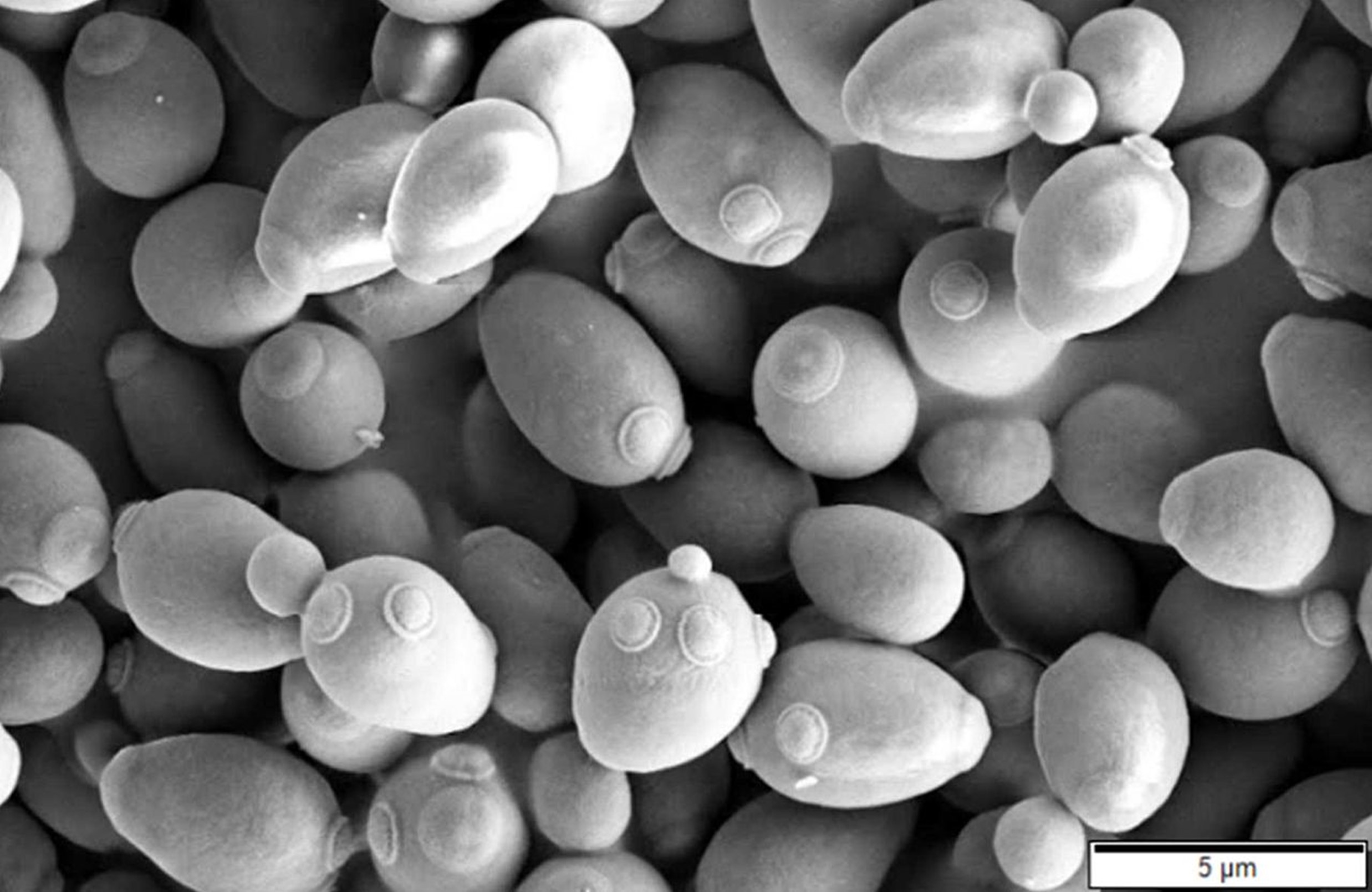 A single-celled yeast budding