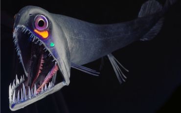 A deep-sea fish