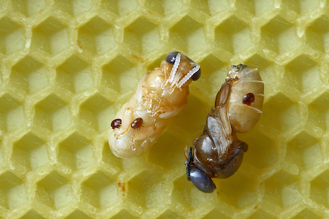 Varroa mites feeding on honeybee pupae