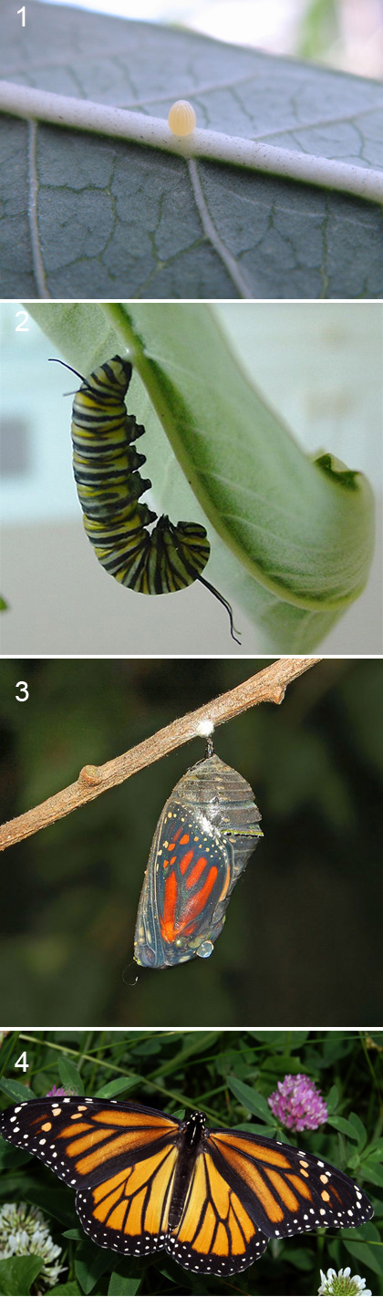 Single monarch egg on the underside of a milkweed leaf.