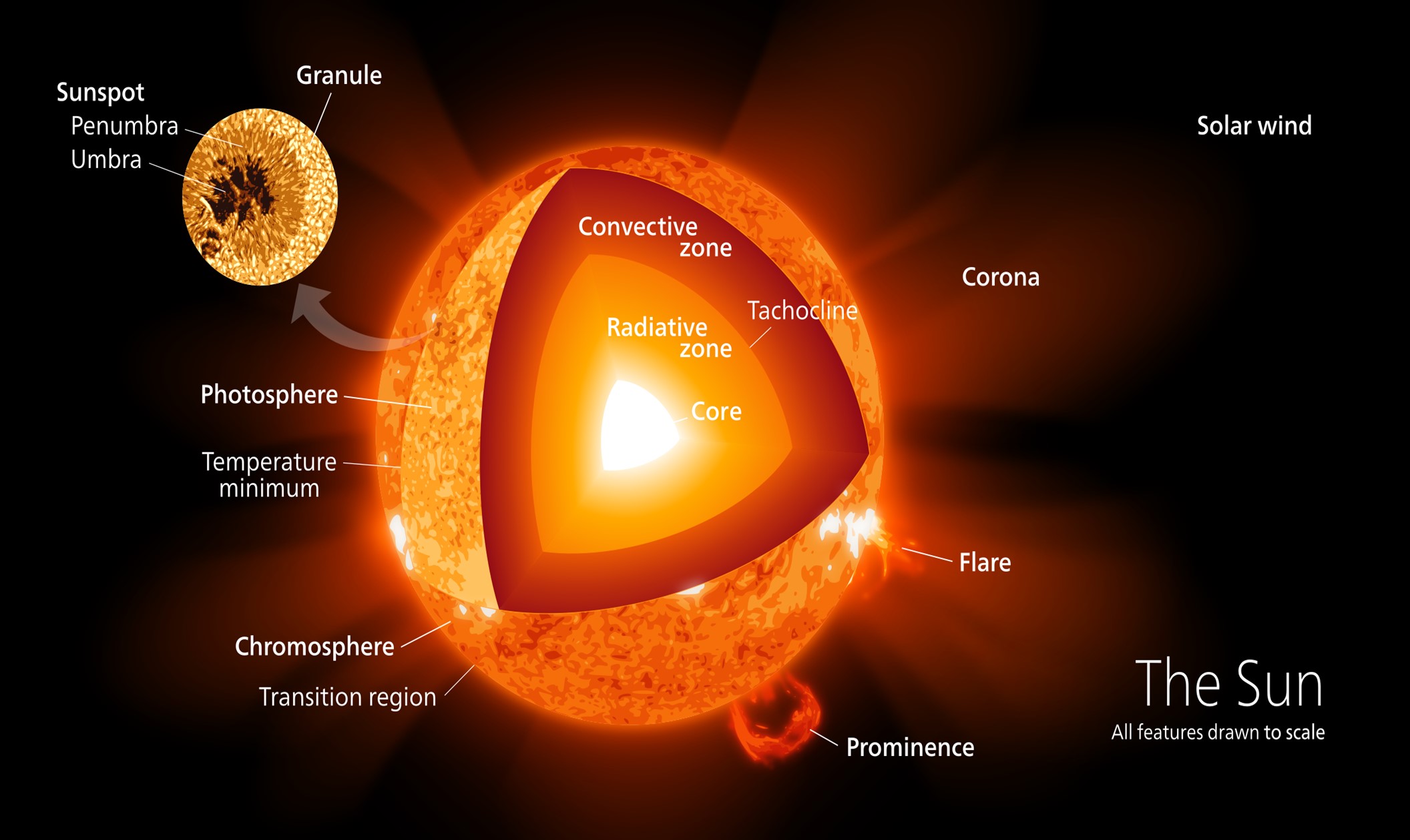 Anatomy of our Sun