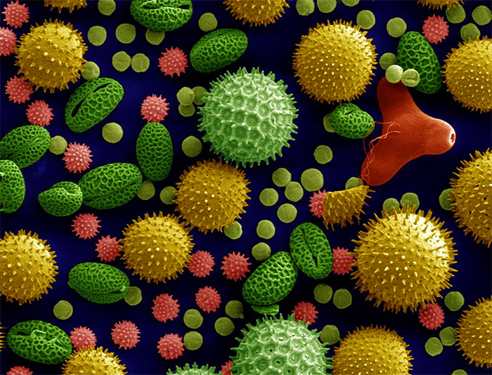 Pollen colorized to distinguish a mixture of grains
