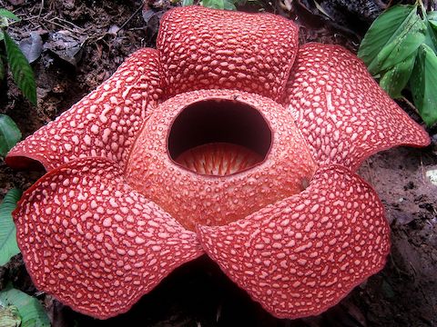 parasitic Rafflesia arnoldii