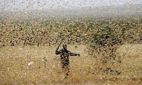 Locusts threaten fragile food security in Africa. This villager makes a futile attempt to scare them off.