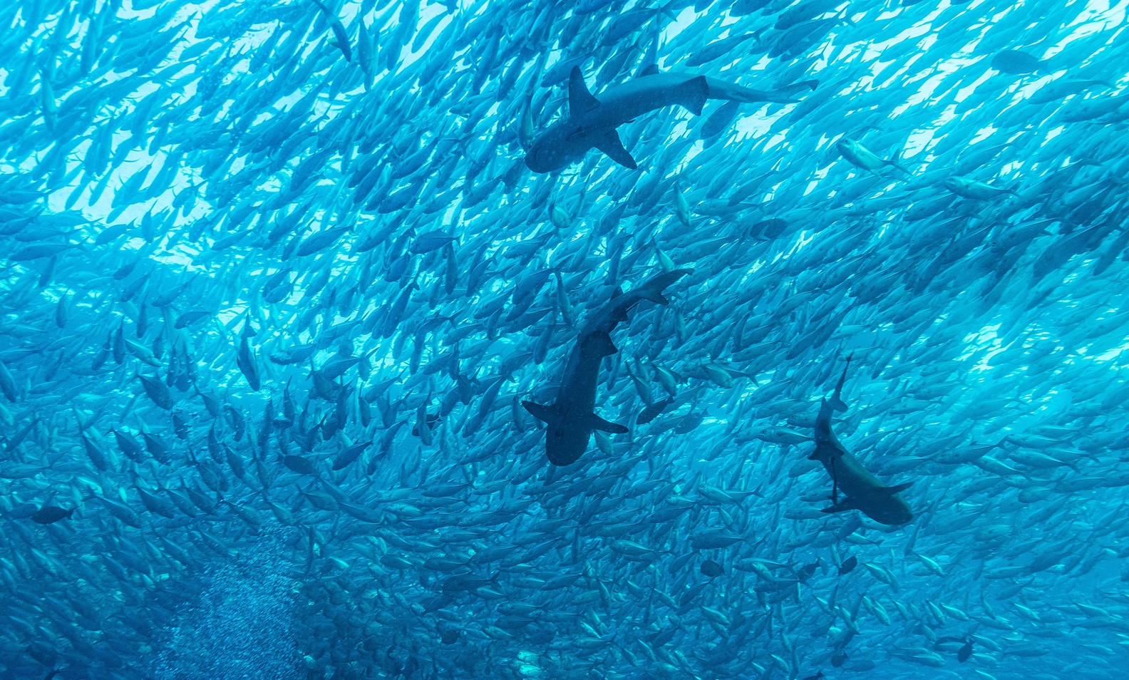 Reef sharks stalking a school of jackfish