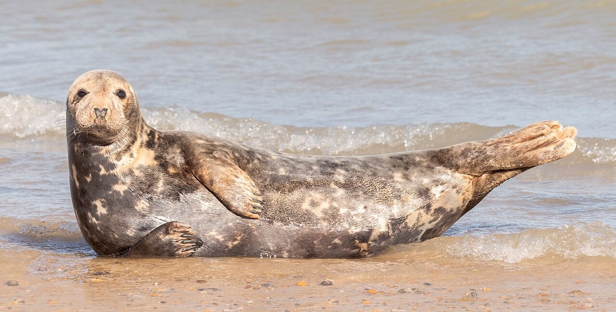 A seal acrobat on the beach