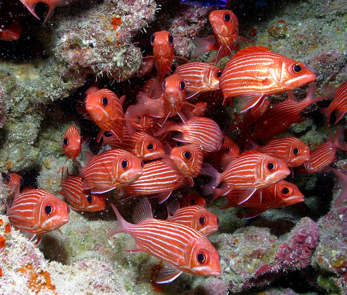 A school of squirrelfish