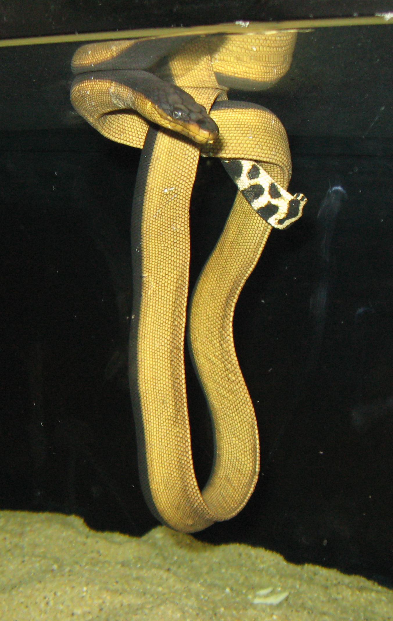 A yellow-bellied sea snake