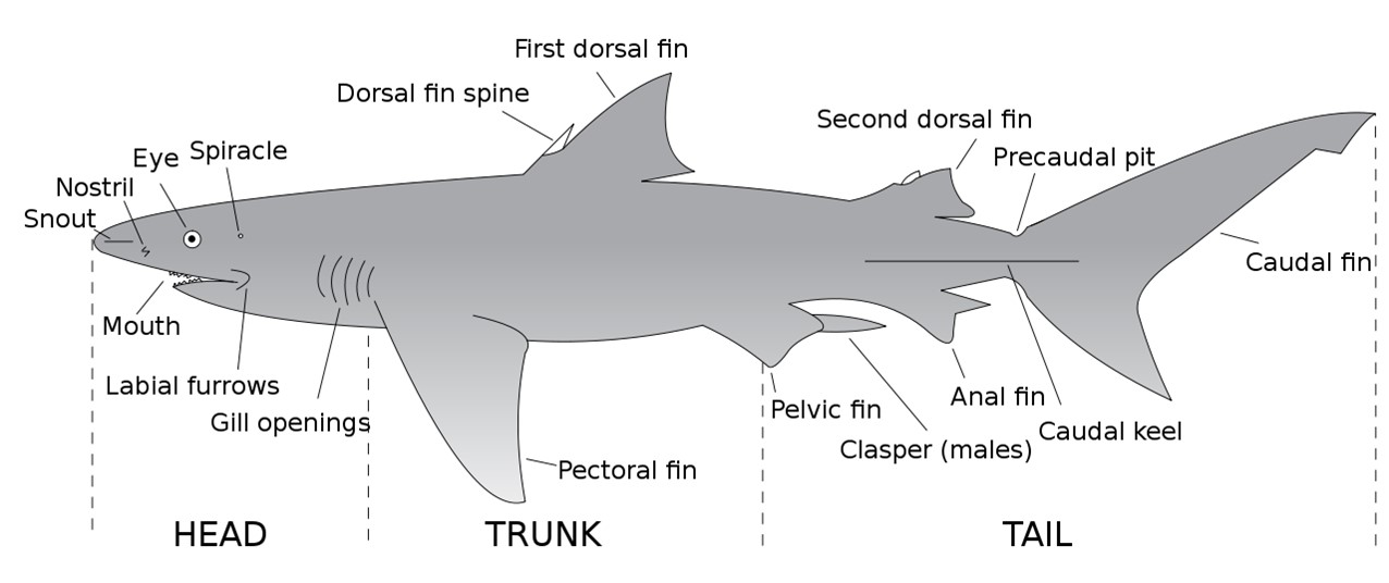 Physical characteristics of a shark