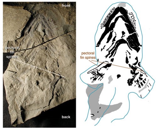 This 407 million-year-old Doliodus problematicus fossil specimen