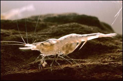 The Kentucky cave shrimp