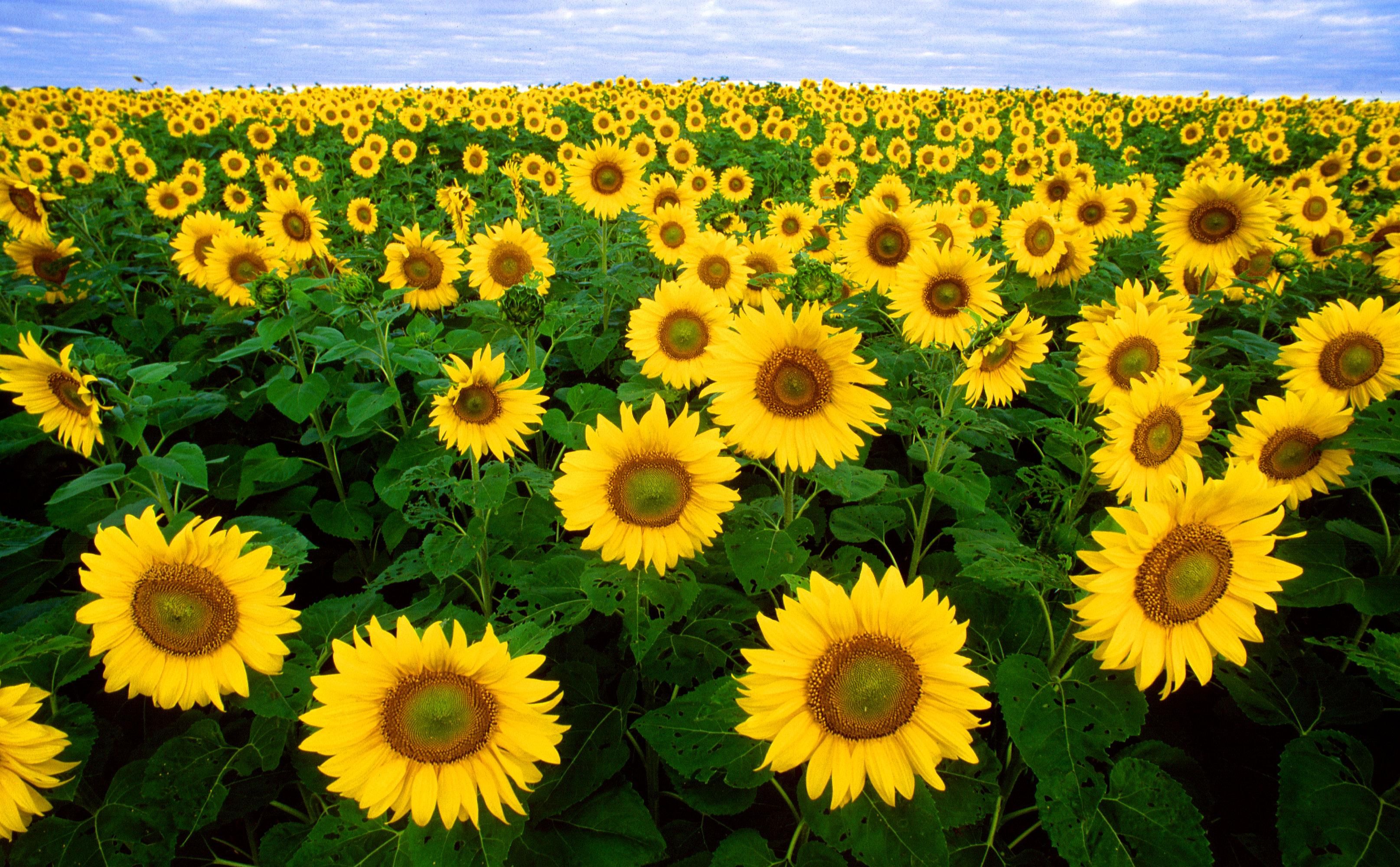 Light-adapted common sunflower (Helianthus annuus) field with all sunflowers facing east.