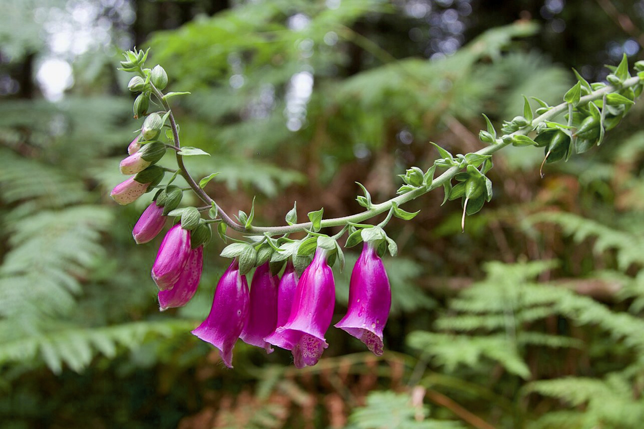 A curved stem of foxglove flowers