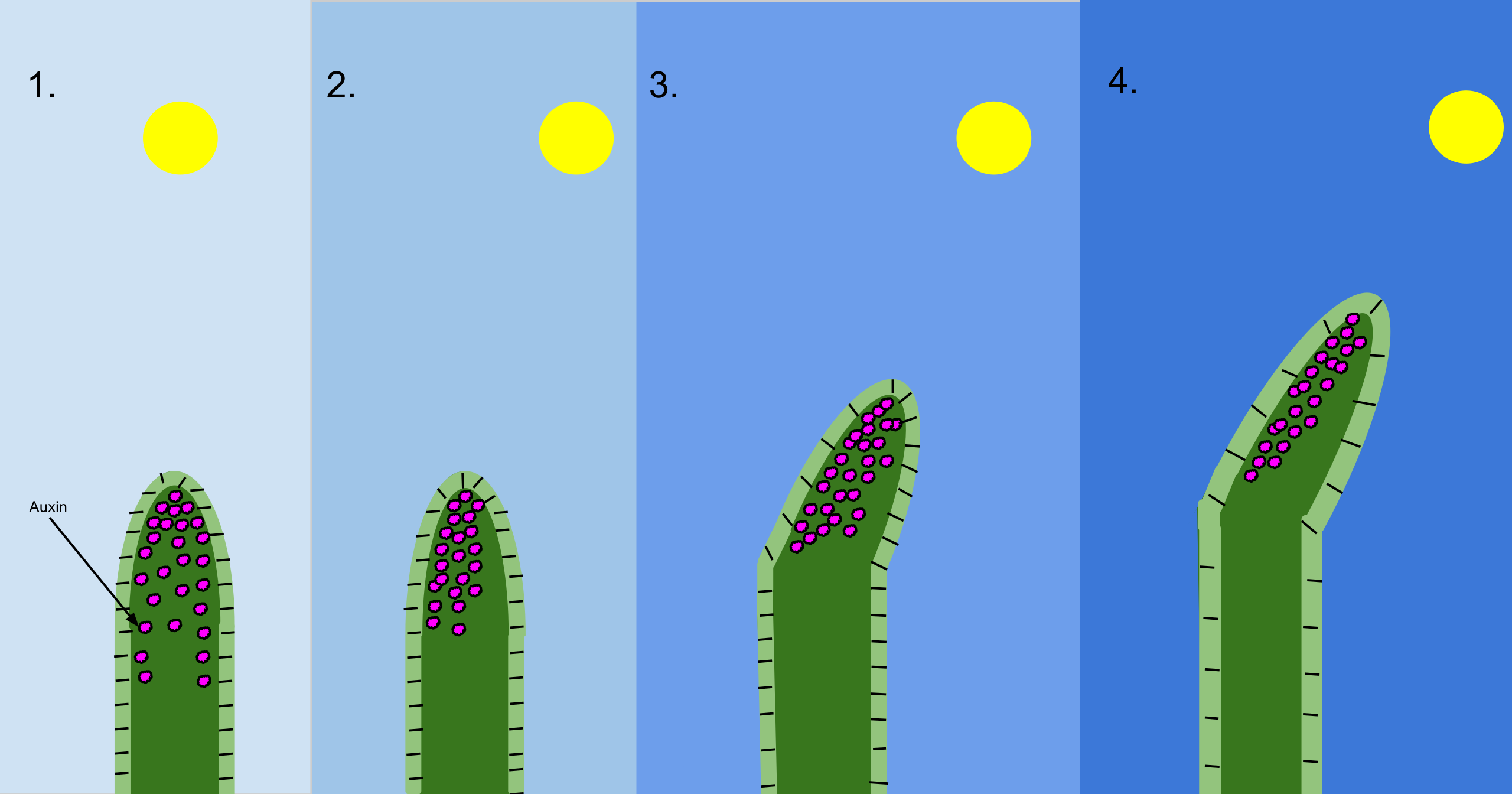 Showing cause of plants bending to sun