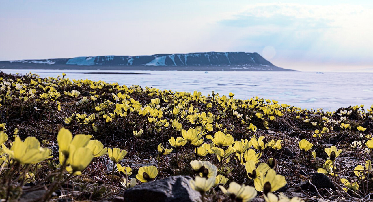 Arctic poppies on the shore of Russia’s Proliv Shokal'skogo (Shokalsky Strait)