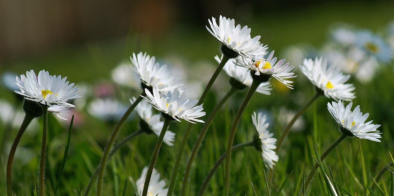 Daisies