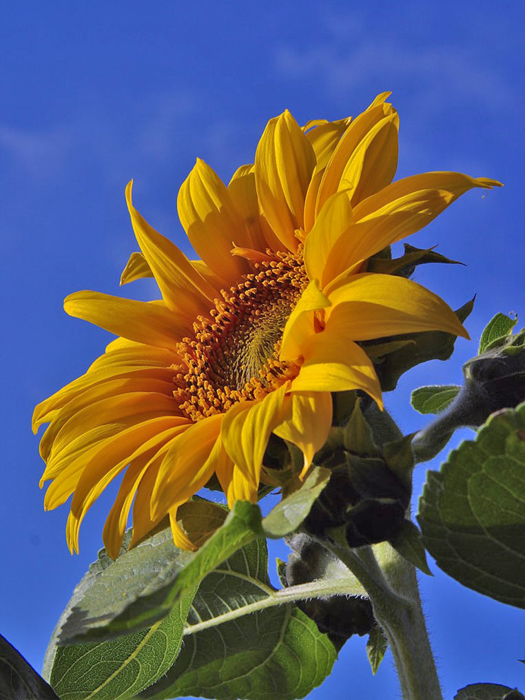 A sunflower