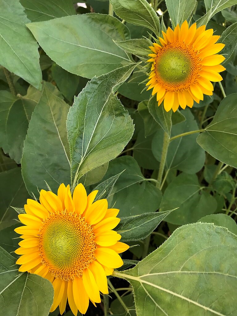 Young sunflowers