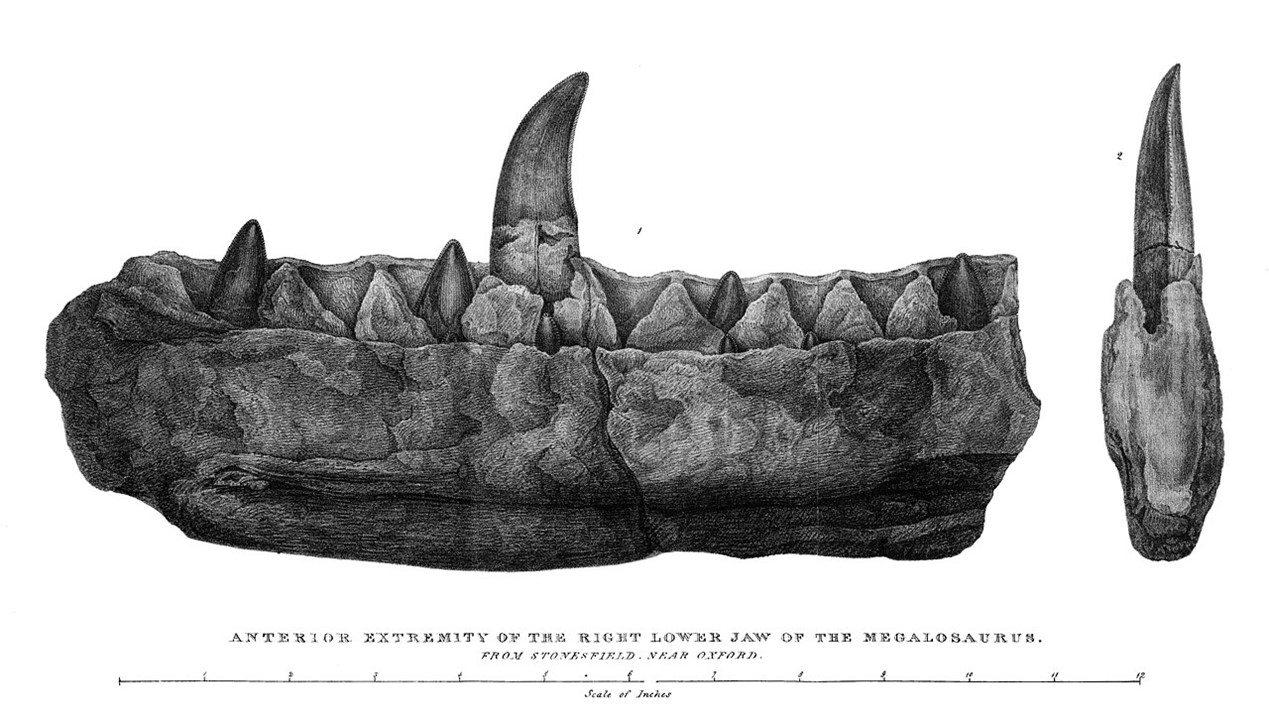 Historical engraving of the lower jaw of Megalosaurus bucklandii