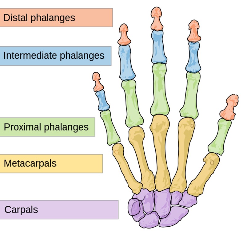 Colored diagram of human hand bones