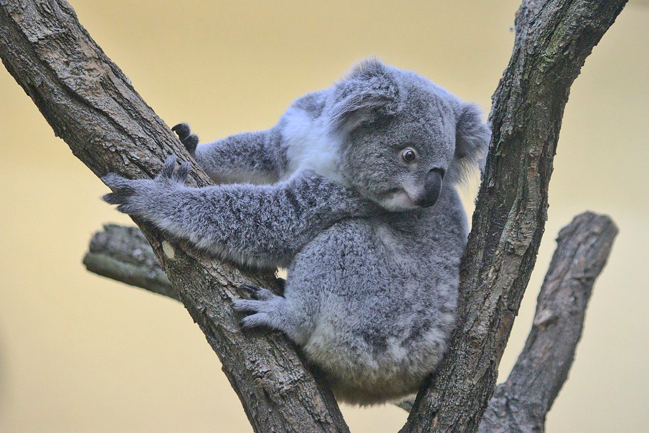 Koala in tree