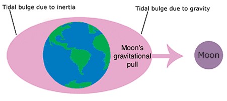 Looking at Earth’s equator, opposing forces of gravity and inertia create two tidal bulges.