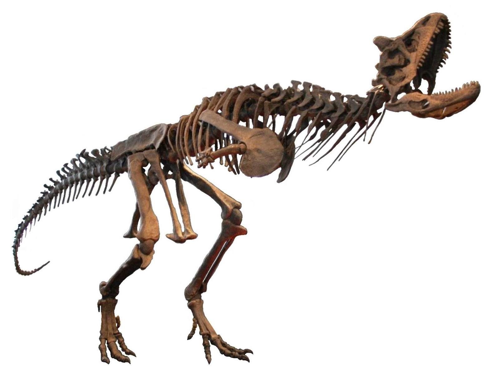 This Carnotaurus theropod appears more anguished than angry.