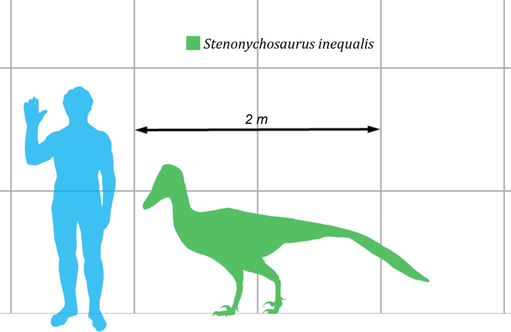 This diagram compares the maniraptoran theropod Stenonychosaurus inequalis (formerly known as Troodon inequalis) with a human.