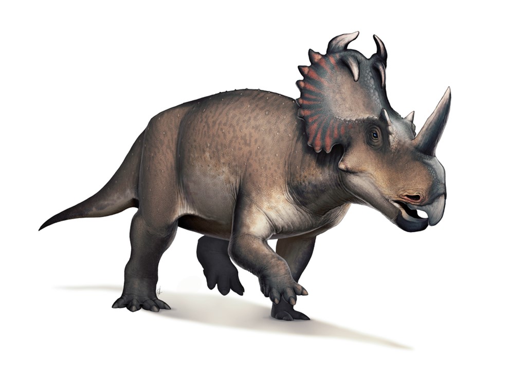 Centrosaurus apertus was a cousin of Triceratops found with evidence of bone cancer in its shin.