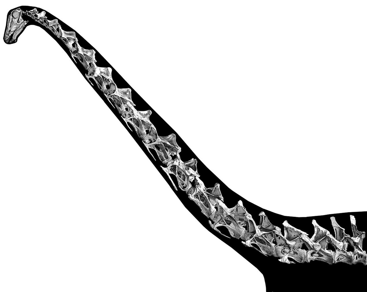 Side-view skeleton with bones and silhouette of a raised Diplodocus neck