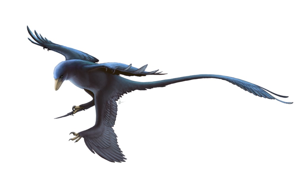 A crow-sized Microraptor like this one had skin cells called corneocytes that are similar to the cells that cause dandruff in humans.