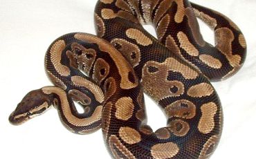 A ball python