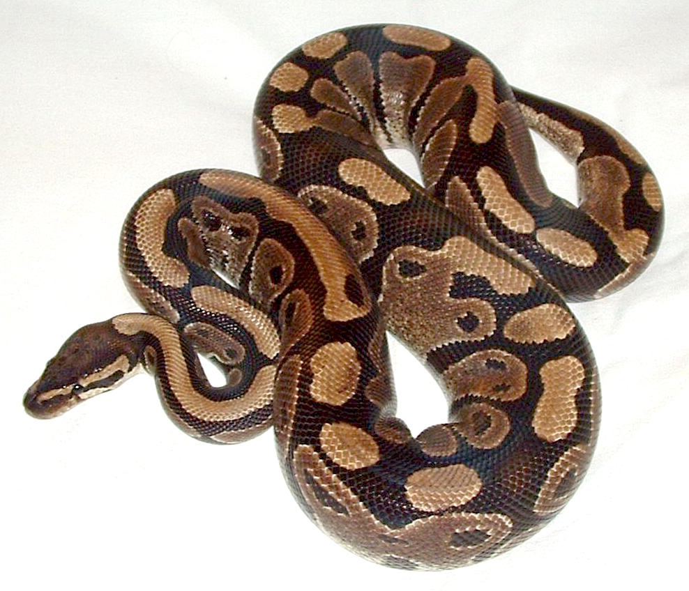 A ball python