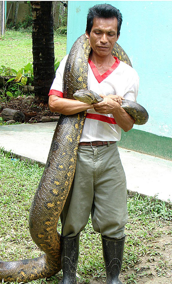 A zookeeper handles a docile anaconda