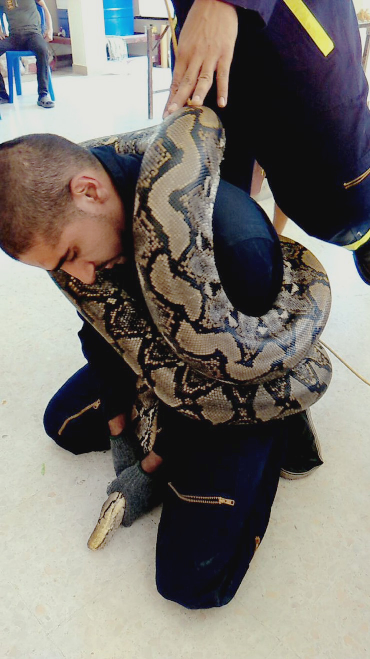 Man with large reticulated python