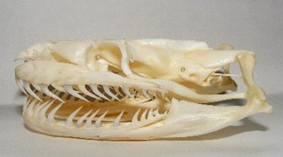 A Burmese python skull with its backward-facing teeth.