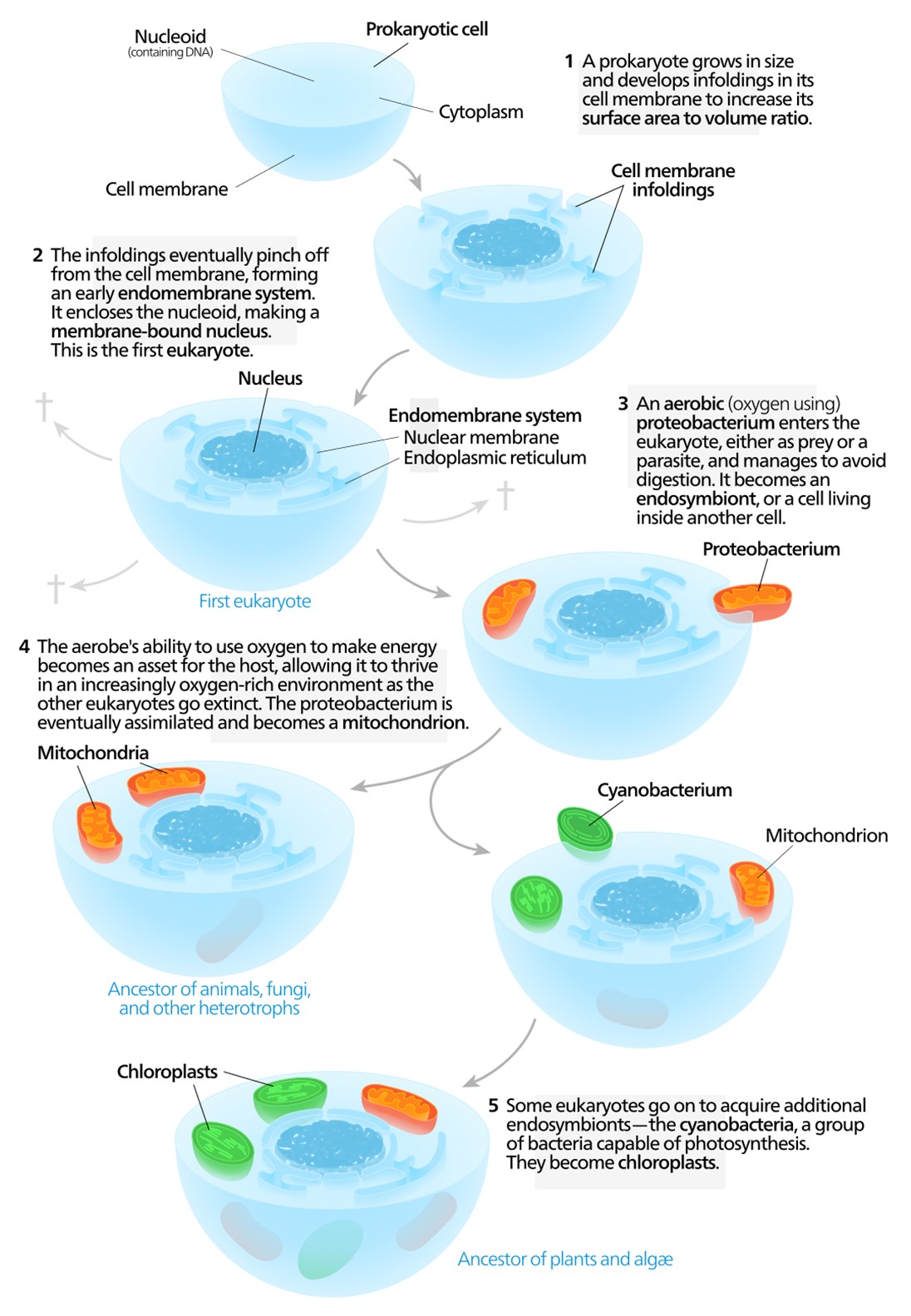 Showing mitochondria and chloroplasts evolution