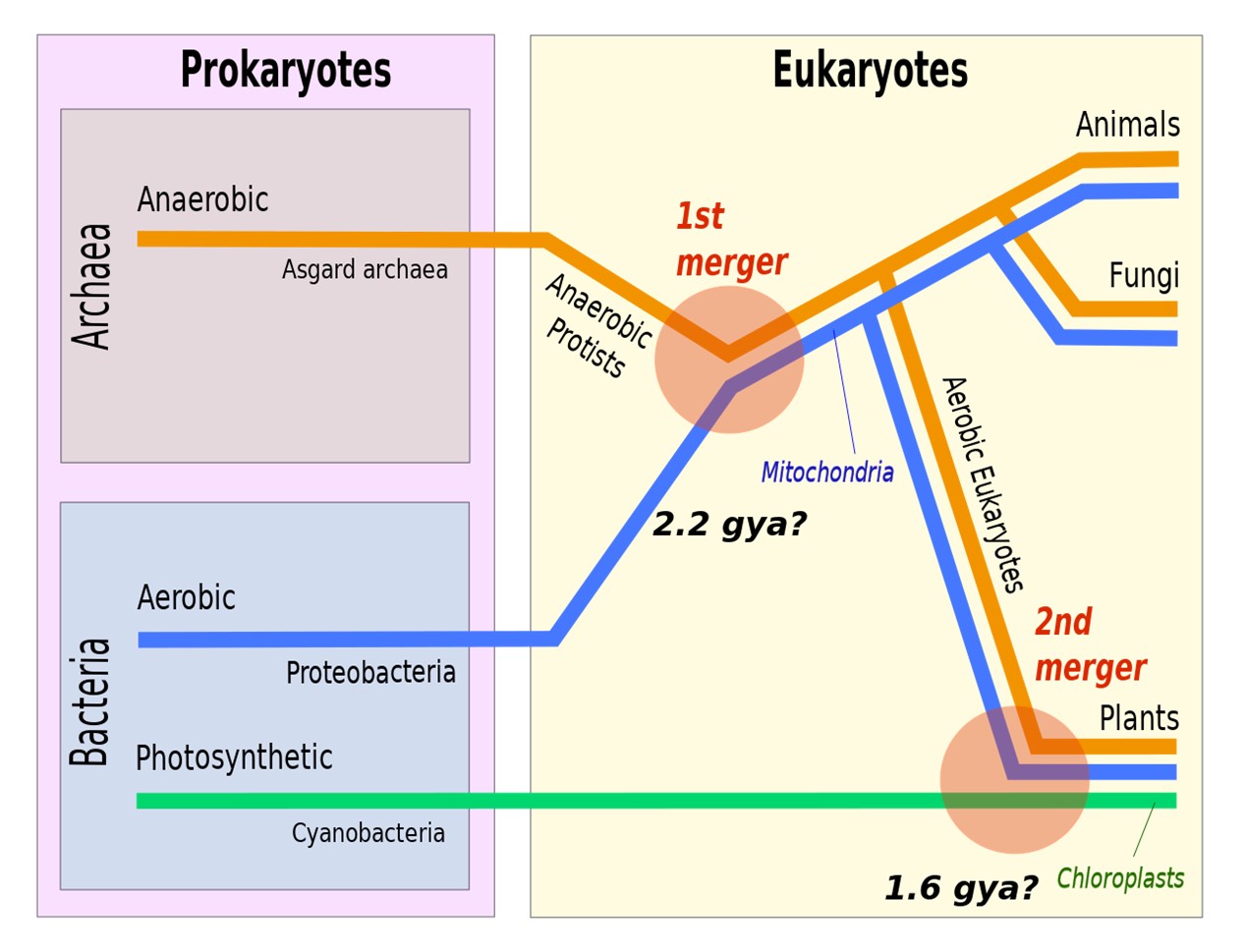 Endosymbiosis with two mergers