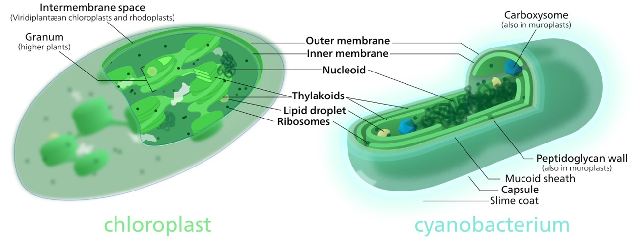 This comparison of chloroplasts and cyanobacteria shows their similarities.