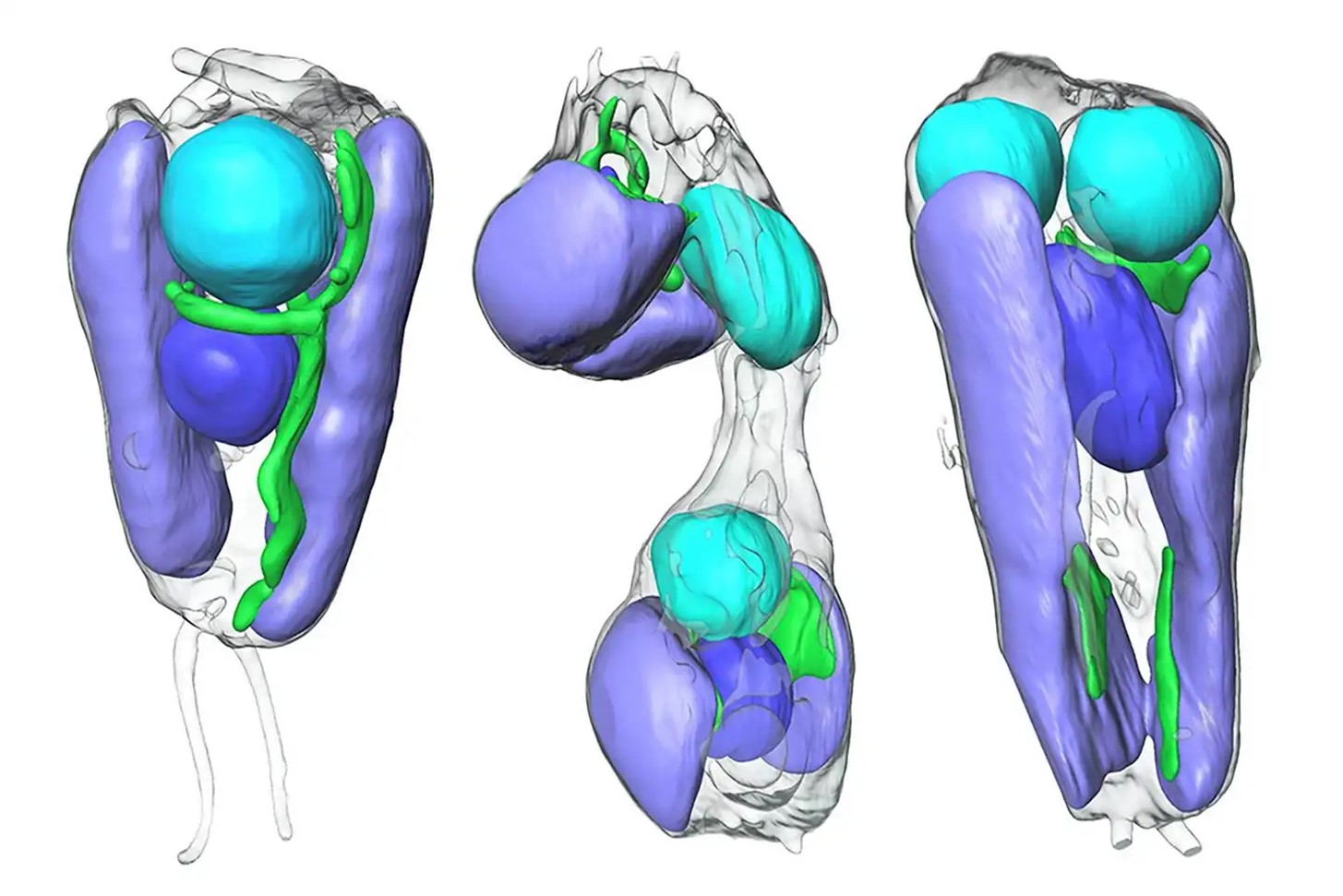 These images, generated by soft X-ray tomography performed by Berkeley Lab scientists, show the alga at different stages of cell division. 